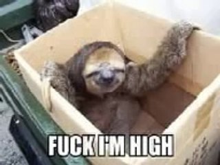 The best funny clips 1.3animals pics.3gp