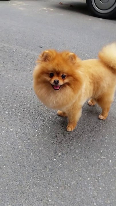 satilik boo dog pomeranian 05333974577