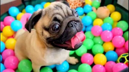 Un petit chien devient fou dans une piscine à balles !