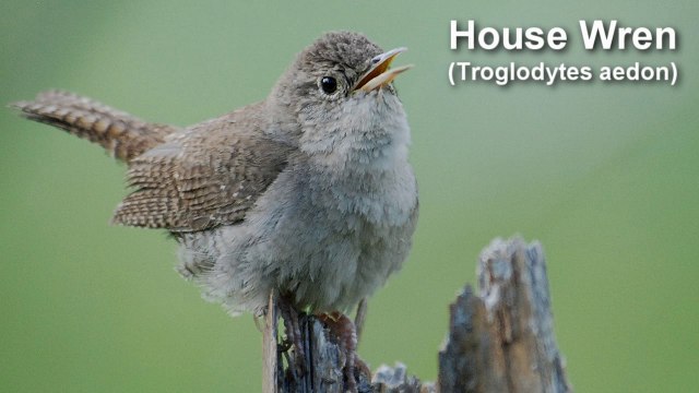 Birdsong - House Wren Bird Call