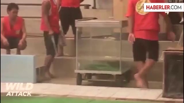 Firavun Faresi ile Yılanın Korkunç Dansı