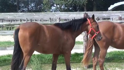 DEESSE DE BOMO ET DAME DE DYPP