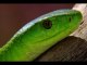 EXTRAIT - Un des plus beaux serpents : le Mamba vert d'Afrique du Sud