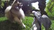 Chien et chiot spitz nain allemand - GoPro HD