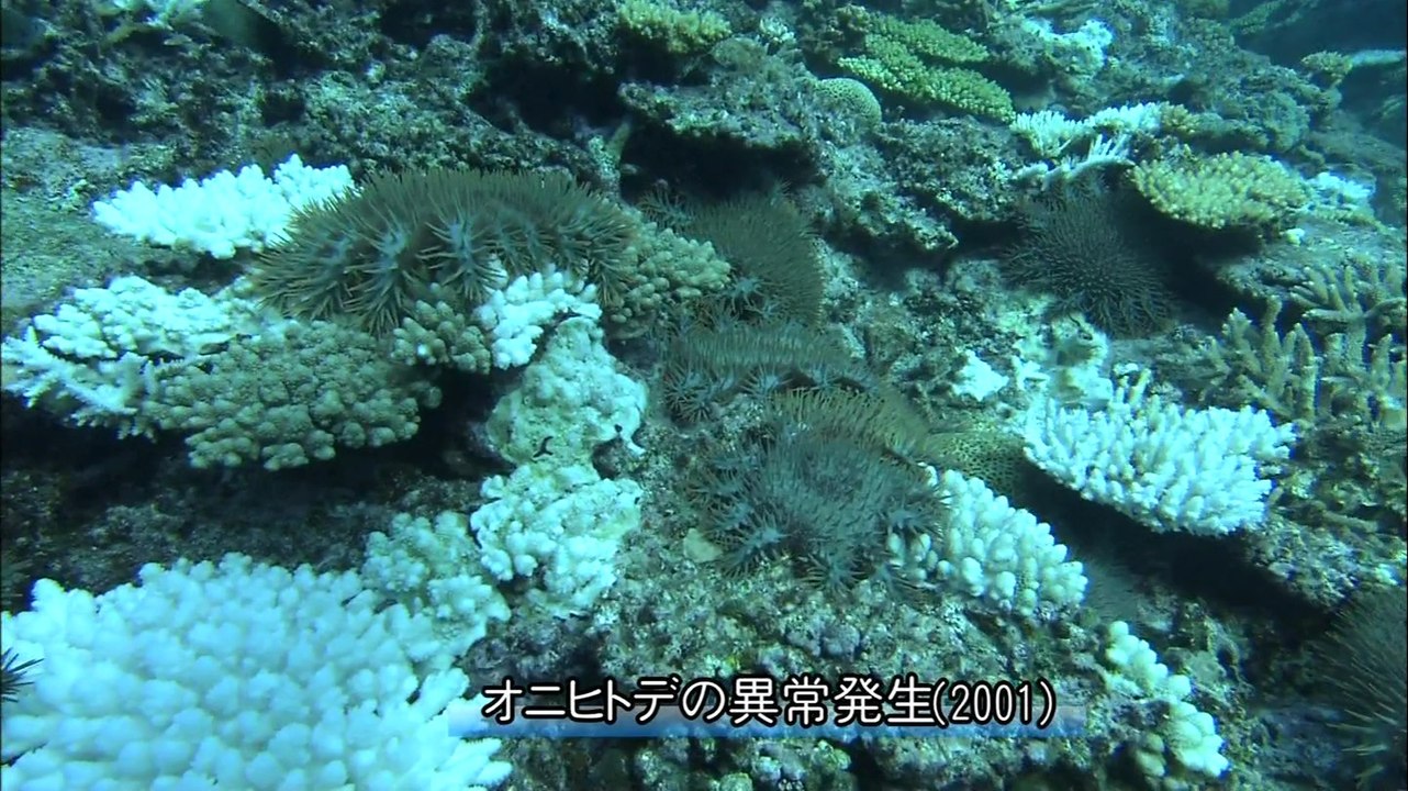 島の宝 サンゴを守る～沖縄 慶良間諸島～20140730