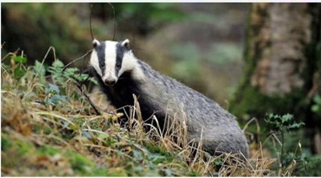 BBC Radio 4_ Farming Today on the Badger Cull 8Sept14