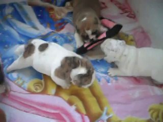 Baby's Edenbull's 35 jours