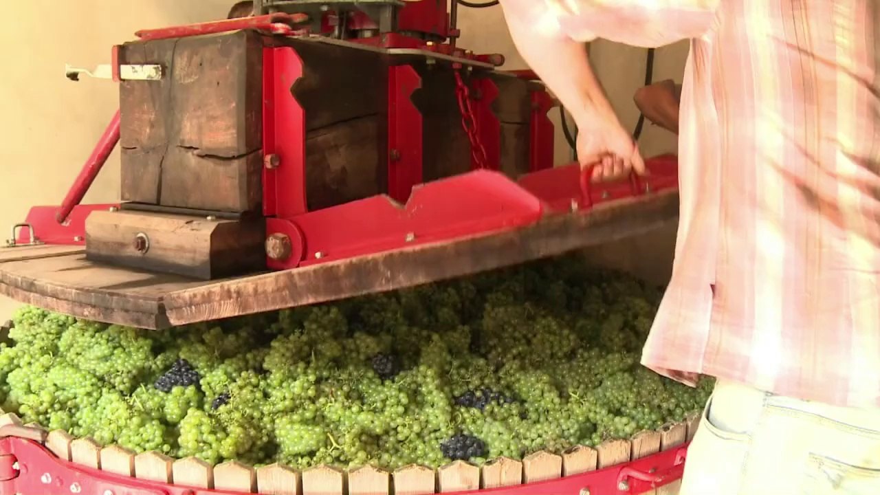 Début des vendanges en Champagne sous une météo...