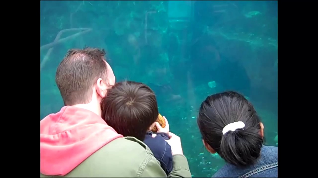 Seaworld Adventure