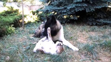AKITA and BULLDOG playing