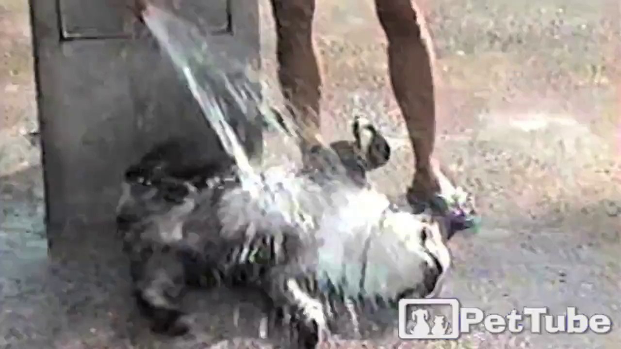 Bulldog Showers in Public