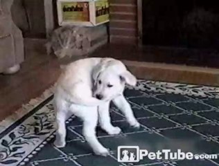 Animal Tail Spins Mashup - PetTube