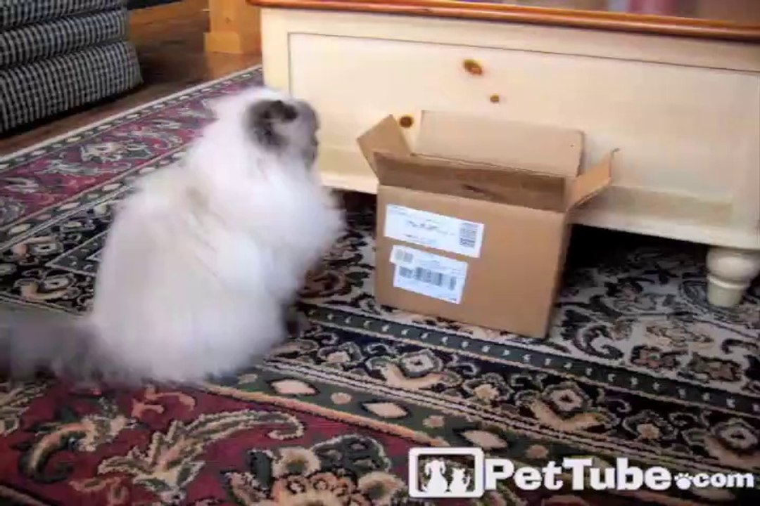 Animals in Tight Squeezes Mashup - PetTube