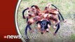Mutant Spider Dog Prank Is Both Hilarious And Terrifying