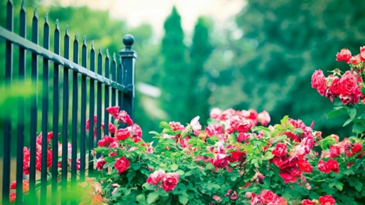Rose Fence - The Lonely (PP)