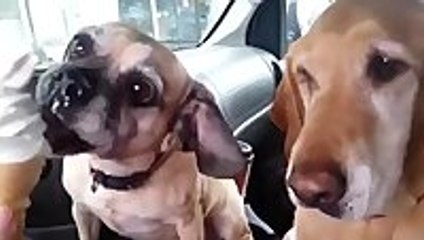 Animals Chewing Human Food