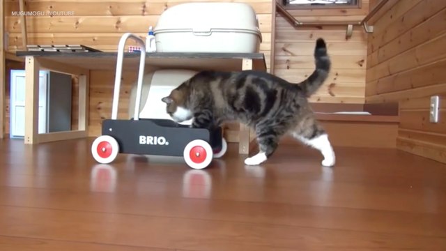 Viral Video Recap: Scooter Cats and Spider-Dog