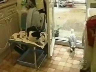 Bird stealing food from a cat