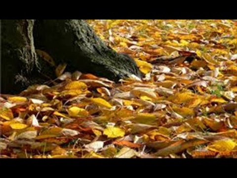Dis, quand reviendras-tu - Version 2 (Barbara Cover)