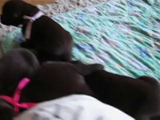 bébés labrador chocolat Habby 7 septembre 14 090