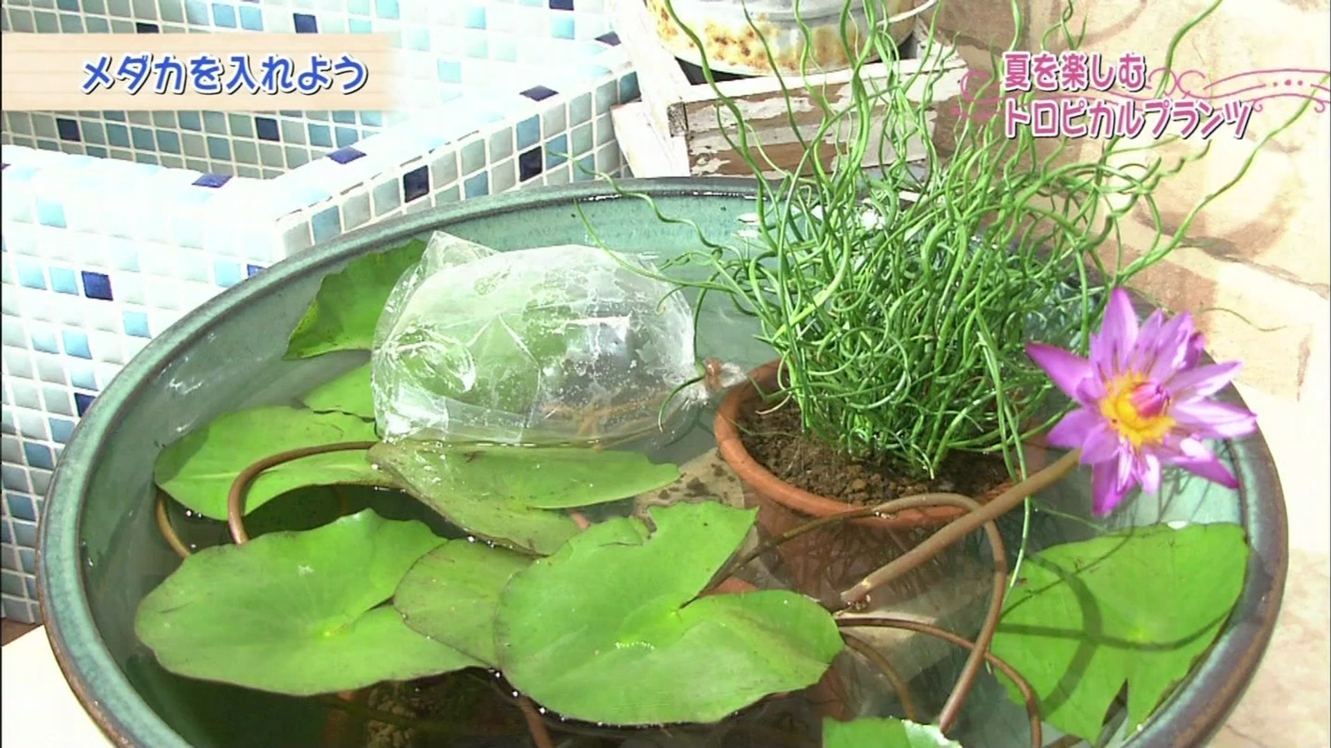 趣味の園芸ビギナーズ 夏を楽しむトロピカルプランツ 涼しげな水辺を作ろう 動画 Dailymotion