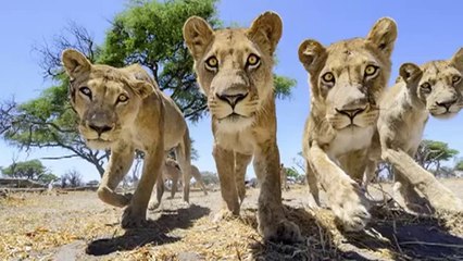 Car With A camera Meets A Group Of Lions - Funny Animals