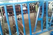 Milking Parlor of a dairy farm by Dr. Ans Mujtba