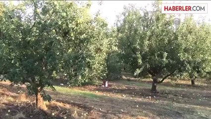 Dolu, tarım arazilerine zarar verdi -