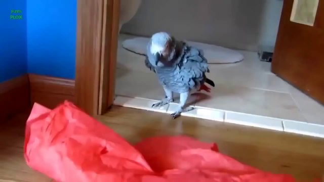 Animals screaming and making funny noises - Funny animal sound compilation PART 21
