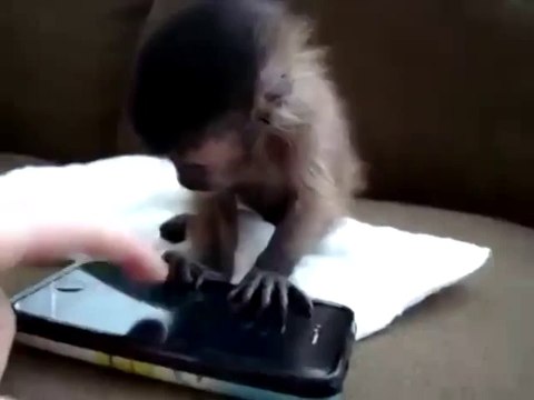 New Animal Funny Videos 2014 Baby Monkey Nalas Iphone ! Funny Videos