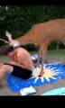 New Animal Funny Videos 2014 Oh Deer Funny Videos