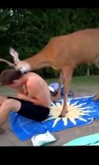 New Animal Funny Videos 2014 Oh Deer Funny Videos