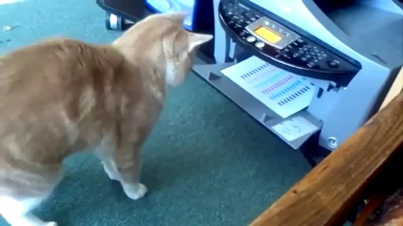 New Funny Animal Videos Compilation 2014 Cat Does Not Get Along With The Printer Funny Videos