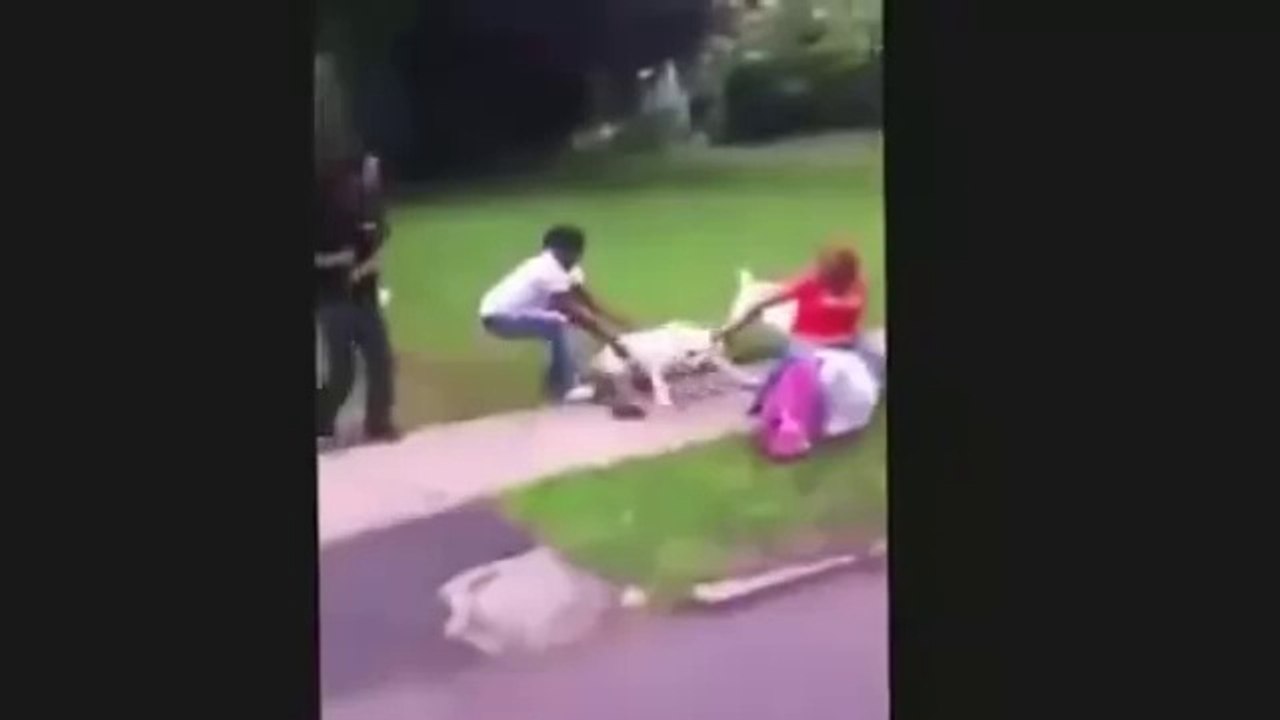 When Crazy Animals Attack Gruesome dog attack caught on camera as witnesses try to pull them off ~