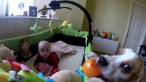 Charlie Surprised Little Sister Laura and Created Ball Party for Her. Cute Dog and Baby Video !!