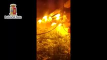 Palermo - Scoperta piantagione di marijuana in casa allo Zen (08.09.14)