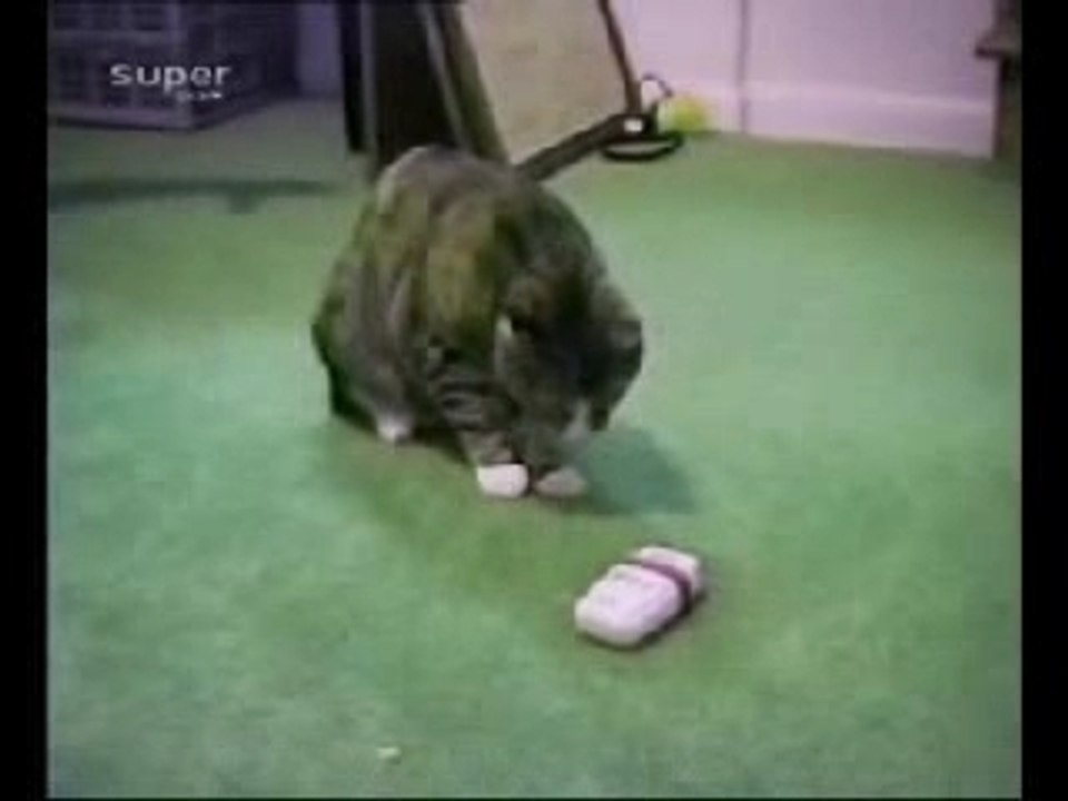 animaux délirs!