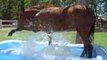 Un cheval s'amuse dans une piscine gonflable !