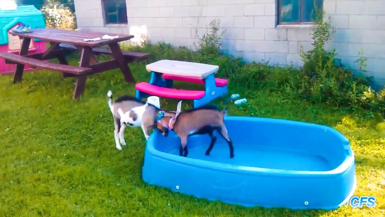 Compilation de magnifique chevreau