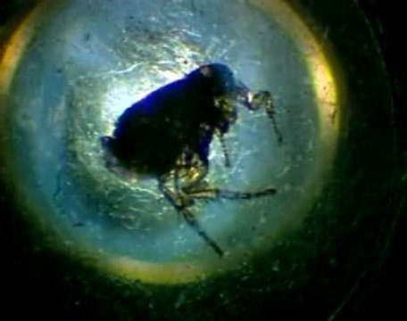 Série de microscopes : le microscope composé