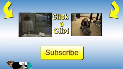 Just A Dog On A Swing