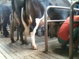 Machine Milking at dairy 2 farm by Dr. Ans Mujtba