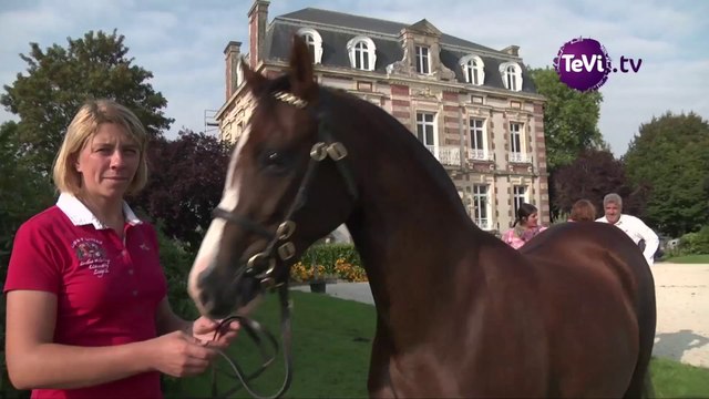 Le Normandy Horse Day à Saint-Lô [TéVi] 14_09_09