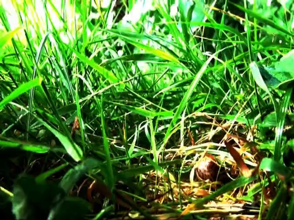 Le voyage improbable de l'escargot Trankil