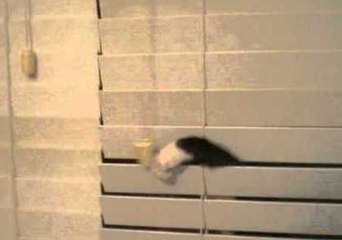 Kitten Loves Playing With Blinds