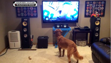 Even dogs missed football