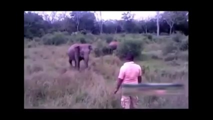 Comment arrêter un éléphant qui charge ?