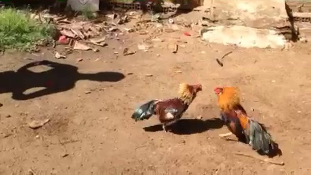 Clip Sổ Gà