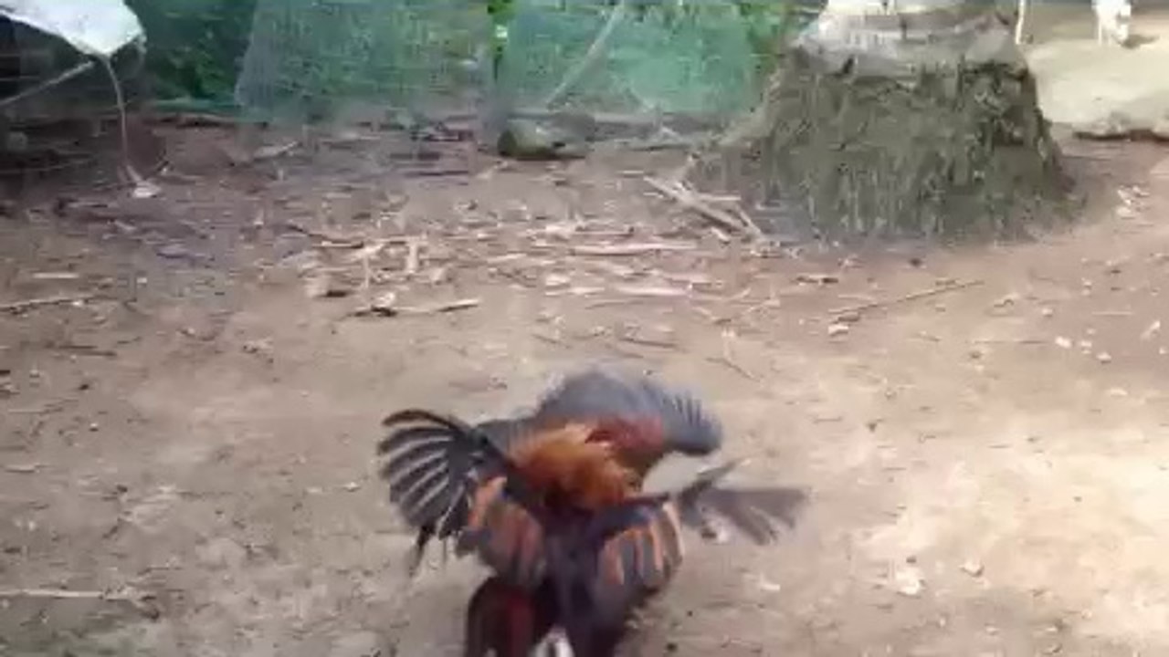 Clip Sổ Gà