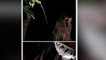 Archerfish Knock Out Their Prey With Incredible Water-Spitting Technique